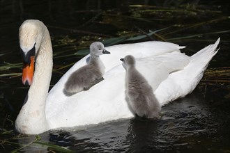 Mute swan (Cygnus olor) with chicks on its back
