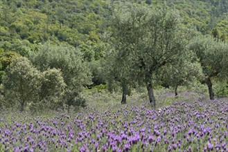 Olive grove (Olea europaea) with lavender (Lavandula stoechas)