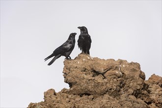 Common raven (Corvus corax) Northern Raven