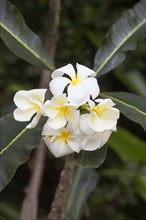 Frangipani (Plumeria obtusa)