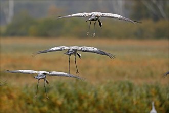 Cranes (Grus grus)