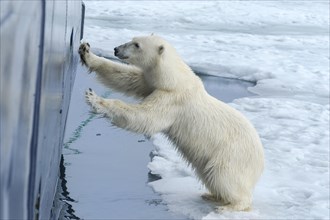 Curious polar bear (Ursus maritimus) at the hull of a ship and trying to enter through a porthole