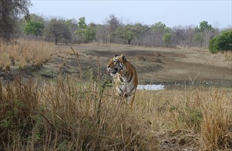 Female Bengal tiger (Panthera tigris tigris)