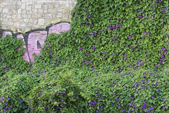 Morning glory (Ipomoea purpurea) is owergrowing old walls