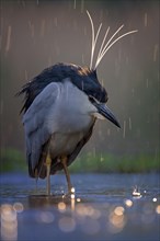 Black crowned night heron (Nycticorax nycticorax) Decorative feathers on head