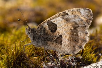 Hermit (Chazara briseis) butterfly