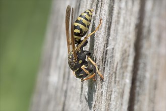 European paper wasp (Polistes dominula) Muenden nature park Park