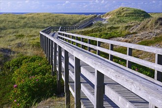 Boardwalk through the dunes to the beach of Kampen