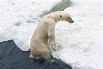 Polar bear (Ursus maritimus) rising from the water