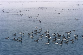 Thick-billed gulls (Uria lomvia) or Brunnich's guillemot swimming