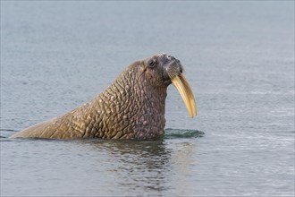 Walrus (Odobenus rosmarus) in the water