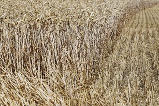 Field with wheat (Triticum) during harvest