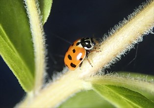 Eleven-spot ladybird (Coccinella undecimpunctata)