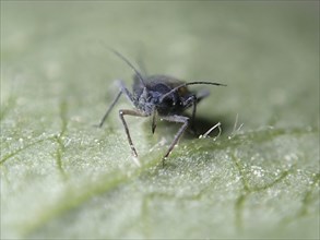 Sycamore aphid (Periphyllus)