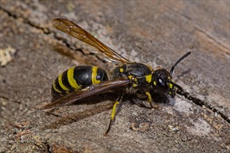 Mason wasp (Ancistrocerus nigricornis)