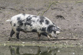 Turopolje-Domestic Pig (Sus scrofa domesticus)