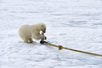 Polar bear (Ursus maritimus) inspects rope and chews on mast of expedition ship