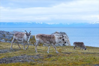 Svalbard reindeers (Rangifer tarandus platyrhynchus) in the Toundra