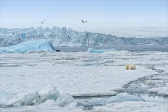 Female polar bear (Ursus maritimus) resting on pack ice in front of a blue iceberg