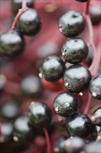 Berries of the black elder (Sambucus nigra)
