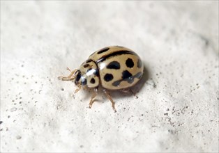 Sixteen-spot ladybird (Tytthaspis sedecimpunctata)