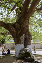 Plane tree at the village square with fountain