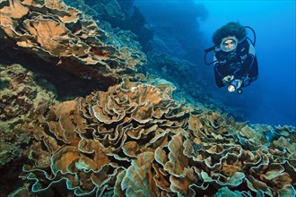Diver looking at disc coral (Turbinaria conspicua)
