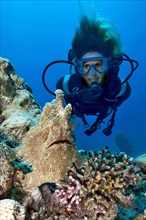 Diver looking at giant frogfish (Antennarius commersoni) in coral reef