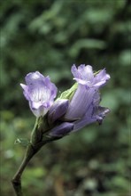 Phlebophyllum Kunthianus nees. Strobilanthes kunthianus (nees) .Kurinji Flower