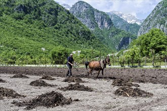 Farmer spreading manure in the field with horse