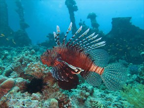 Pacific red lionfish (Pterois volitans)