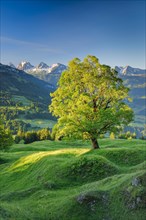 Sycamore maple in front of snow-covered Churfirsten at sunrise in mountain spring near Ennetbuehl in Toggenburg
