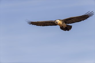 Bearded vulture (Gypaetus barbatus) adult in flight against the blue sky