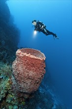Diver looking at Caribbean Giant Barrel Sponge (Xestospongia muta) on coral reef wall