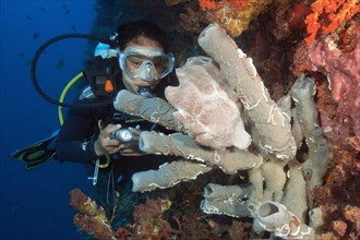 Diver looking at giant frogfish (Antennarius commersoni) camouflaged in tubular sponge (Cladochalina)