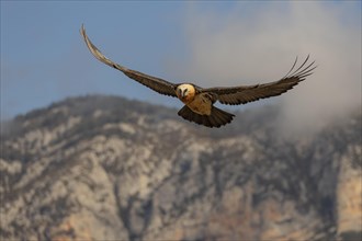 Bearded vulture (Gypaetus barbatus) adult in flight off Bergen