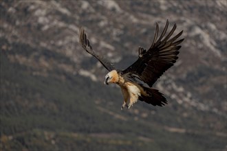 Bearded vulture (Gypaetus barbatus) adult in flight in front of mountains during landing