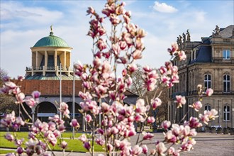 Magnolia (Magnolia) in front of the Art Building and the New Palace on Schlossplatz