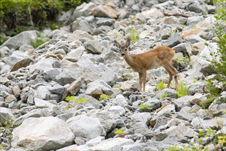 Fawn (Capreolus capreolus) standing in boulder field on mountain slope