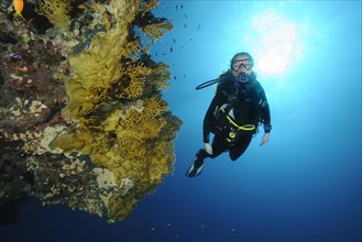 Diver looking at heavily nettled Net Fire Coral (Millepora dichotoma)