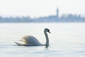 Mute swan swimming on Lake Constance