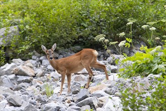 European roe deer (Capreolus capreolus) crossing scree field on mountain slope