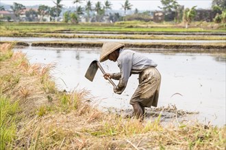 Farmer working in the rice field