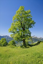 Freestanding sycamore in mountain spring