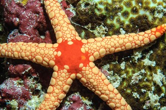 Necklace Sea Star (Fromia monilis)