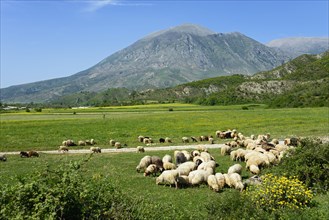 Sheep and landscape near Tepelena
