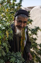 Friendly Sufi man standing in his bush of Marihuana