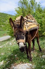 Saddled donkey