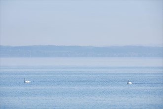 Two mute swans on shimmering blue Lake Constance in sunny weather and blue sky in summer