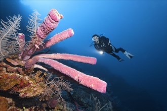 Diver on coral reef wall looking at Stove pipe Sponge (Aplysina archeri)